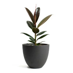 Mini Jesslyn Plant Pot - Black Washed -Greencore Store Ficus elastica Melany Rubber Plant Mini Jesslyn Plant Pot Black Washed