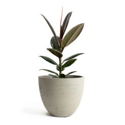 Mini Jesslyn Plant Pot - Grey Washed -Greencore Store Ficus elastica Melany Rubber Plant Mini Jesslyn Plant Pot Grey Washed
