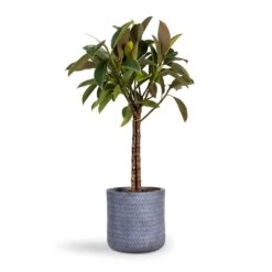 Angle Cylinder Plant Pot - Grey 13 Angle Cylinder Plant Pot - Grey -Greencore Store Ficus elastica Melany Rubber Plant Multi Stem 21x80cm Angle Cylinder Plant Pot Grey 24x24cm