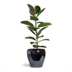 Amora Plant Pot - Anthracite Mirror -Greencore Store Ficus elastica Robusta Rubber Plant 21x60cm Amora Plant Pot Anthracite Mirror 32x32cm 2
