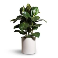 Max Refined Planter - Natural White 24 Max Refined Planter - Natural White -Greencore Store Ficus elastica Robusta Rubber Plant 24x90cm Max Refined Planter Natural White 29x29.5cm 2 a8c0d06e 6ccd 464a a80f fe6db16c8f8f