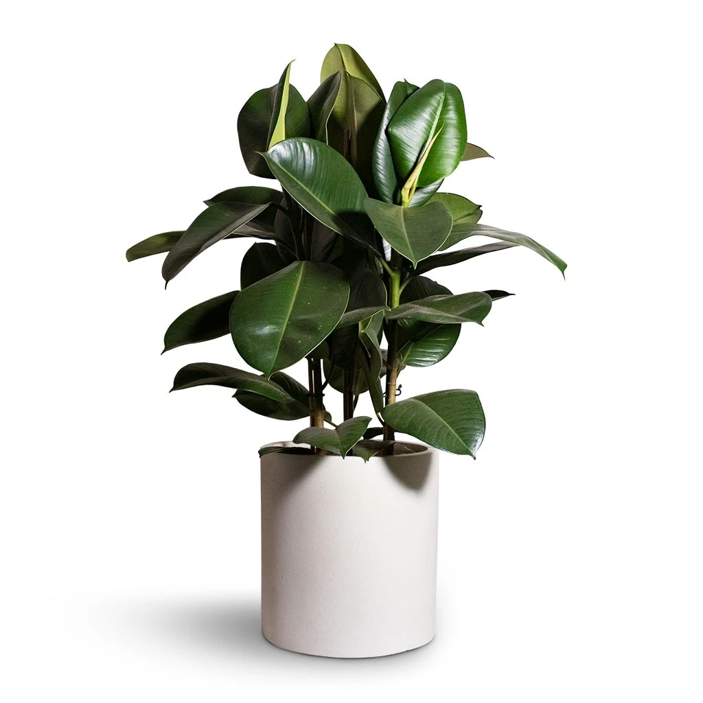 Max Refined Planter - Natural White 13 Max Refined Planter - Natural White - Image 11
