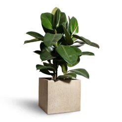 Raindrop Cube Planter - Stone -Greencore Store Ficus elastica Robusta Rubber Plant 24x90cm Raindrop Cube Planter Stone 30x30x27cm 2 c084050f 2079 4424 81d7 1eaa0e84923c