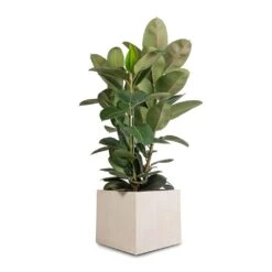 Raindrop Cube Planter - Stone -Greencore Store Ficus elastica Robusta Rubber Plant 30x110cm Raindrop Cube Planter Stone 40x40x36cm