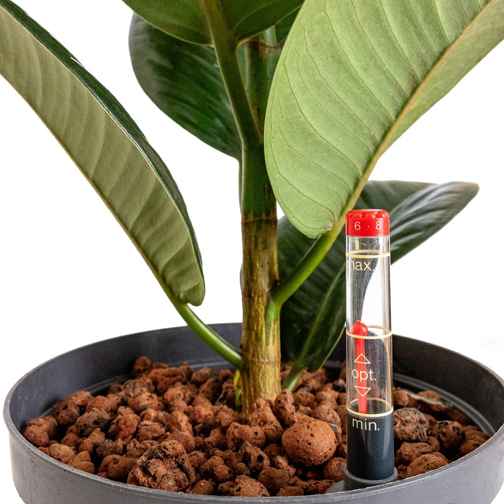 Ficus Elastica Robusta - Rubber Plant - HydroCare 4 Ficus Elastica Robusta - Rubber Plant - HydroCare - Image 2