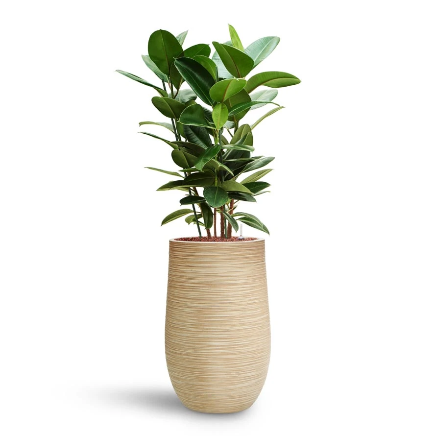 Ficus Elastica Robusta - Rubber Plant - HydroCare 9 Ficus Elastica Robusta - Rubber Plant - HydroCare - Image 7
