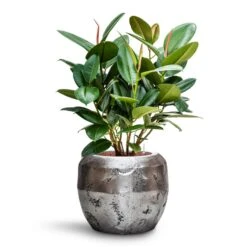 Opus Raw Couple Planter - Silver 27 Opus Raw Couple Planter - Silver -Greencore Store Ficus elastica Robusta Rubber Plant HydroCare Opus Raw Couple Planter Silver 30652107 5bf6 4b87 b189 82875a81da45