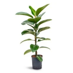 Greencore Store 29 Ficus Elastica Robusta - Rubber Plant - HydroCare