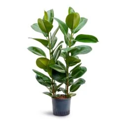 Ficus Elastica Robusta - Rubber Plant - HydroCare 25 Ficus Elastica Robusta - Rubber Plant - HydroCare -Greencore Store Ficus elastica Robusta Rubber Plant Hydroculture 22 19x100cm 2stem