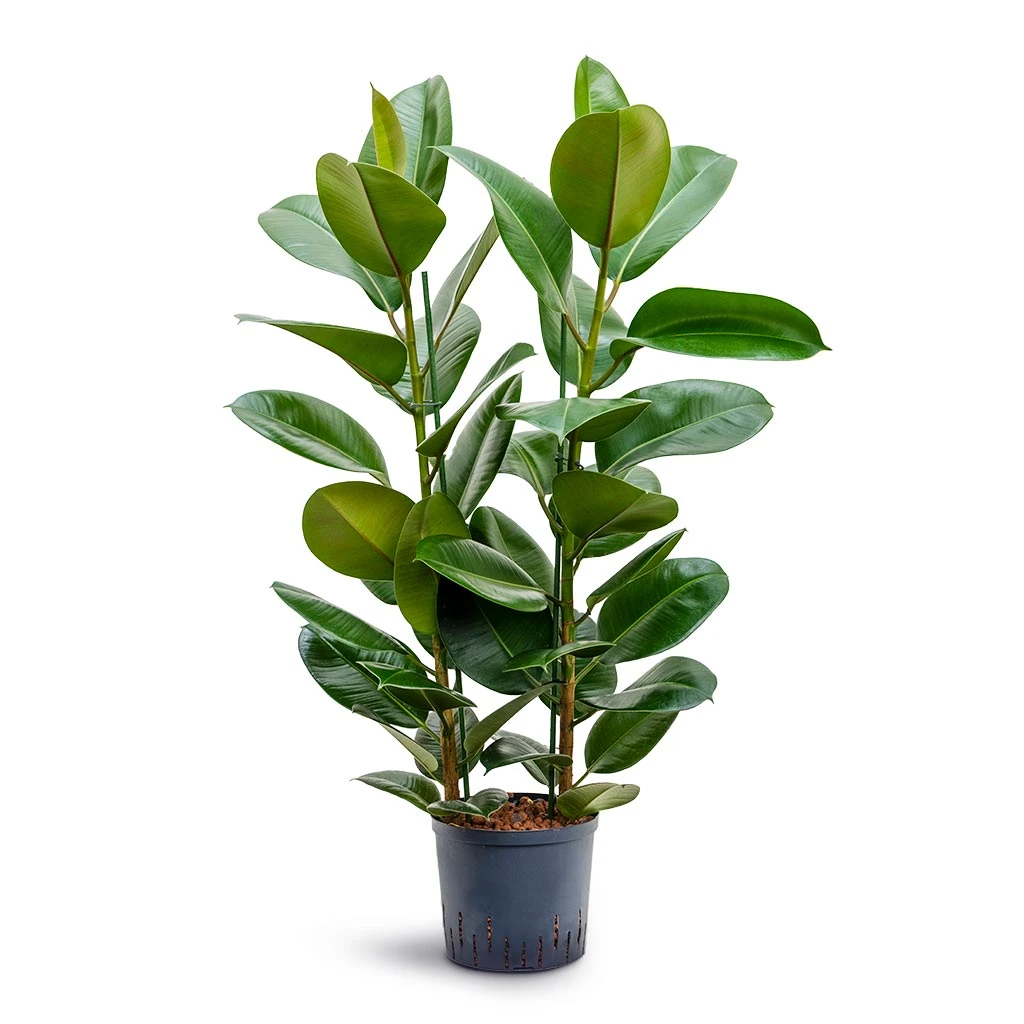Ficus Elastica Robusta - Rubber Plant - HydroCare 8 Ficus Elastica Robusta - Rubber Plant - HydroCare - Image 6