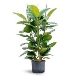 Ficus Elastica Robusta - Rubber Plant - HydroCare 35 Ficus Elastica Robusta - Rubber Plant - HydroCare -Greencore Store Ficus elastica Robusta Rubber Plant Hydroculture 25 19x120cm 3stem