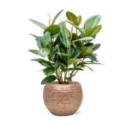 Ficus Elastica Robusta - Rubber Plant - HydroCare 33 Ficus Elastica Robusta - Rubber Plant - HydroCare -Greencore Store Ficus elastica Robusta Rubber Plant Hydroculture Opus Hammered Globe Planter Gold