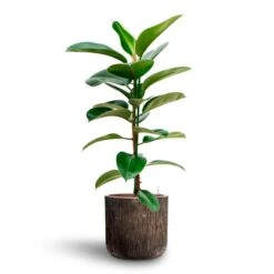 Luxe Lite Waterfall Cylinder Planter - Bronze -Greencore Store Ficus elastica Robusta Rubber Plant HydrocultureLuxe Lite Waterfall Cylinder Planter Bronze fb8df9cb 938b 431f 8abf fe5e95bf2edf