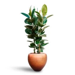 Ficus Elastica Robusta - Rubber Plant - HydroCare 32 Ficus Elastica Robusta - Rubber Plant - HydroCare -Greencore Store Ficus elastica Robusta Rubber Plant HydrocultureMetallic Couple Plant Pot Matt Copper