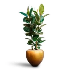 Ficus Elastica Robusta - Rubber Plant - HydroCare 27 Ficus Elastica Robusta - Rubber Plant - HydroCare -Greencore Store Ficus elastica Robusta Rubber Plant HydrocultureMetallic Couple Plant Pot Matt Honey