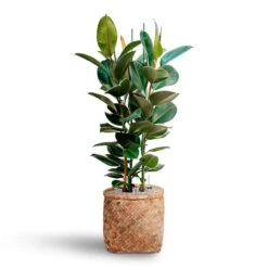 Ficus Elastica Robusta - Rubber Plant - HydroCare 30 Ficus Elastica Robusta - Rubber Plant - HydroCare -Greencore Store Ficus elastica Robusta Rubber Plant HydrocultureZayn Bamboo Planter