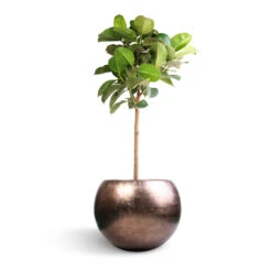 Metallic Globe Plant Pot - Matt Coffee -Greencore Store Ficus elastica Robusta Rubber Plant Straight Stem 30x120cm Metallic Globe Plant Pot Matt Coffee 50x37cm