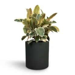 Puk Refined Planter - Pine Green -Greencore Store Ficus elastica Tineke Rubber Plant 24x60cm Max Refined Planter Pine Green 29x29.5cm ab424e6e 891d 438c 8ca9 9bde69c1eae0