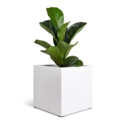 Fleur Essentials Planter - Matt White 11 Fleur Essentials Planter - Matt White -Greencore Store Ficus lyrata Bambino Dwarf Fiddle Leaf Fig 12x35cm 1 stem Fleur Planter Matt White 20x20x20cm