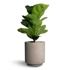 Suzi Plant Pot - Grey Washed -Greencore Store Ficus lyrata Bambino Dwarf Fiddle Leaf Fig 12x35cm 1stem Suzi Plant Pot Grey Washed 15x16 1