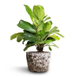 Lava Couple Straight Relic Planter - Black -Greencore Store Ficus lyrata Bambino Dwarf Fiddle Leaf Fig 21x50cm 2stems Lava Couple Straight Relic Planter Black 25x17cm ce7a5460 3eda 4320 904f 02321093777c