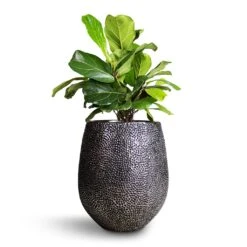 Opus Hit Darcy Planter - Silver -Greencore Store Ficus lyrata Bambino Dwarf Fiddle Leaf Fig 21x50cm 2stems Opus Hit Darcy Planter Silver 38x42cm 8eff2ae2 dac9 4dcb 9091 c7bf9cd339ef