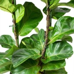 Ficus Lyrata Bambino - HydroCare 16 Ficus Lyrata Bambino - HydroCare -Greencore Store Ficus lyrata Bambino Dwarf Fiddle Leaf Fig Leaves Hydro