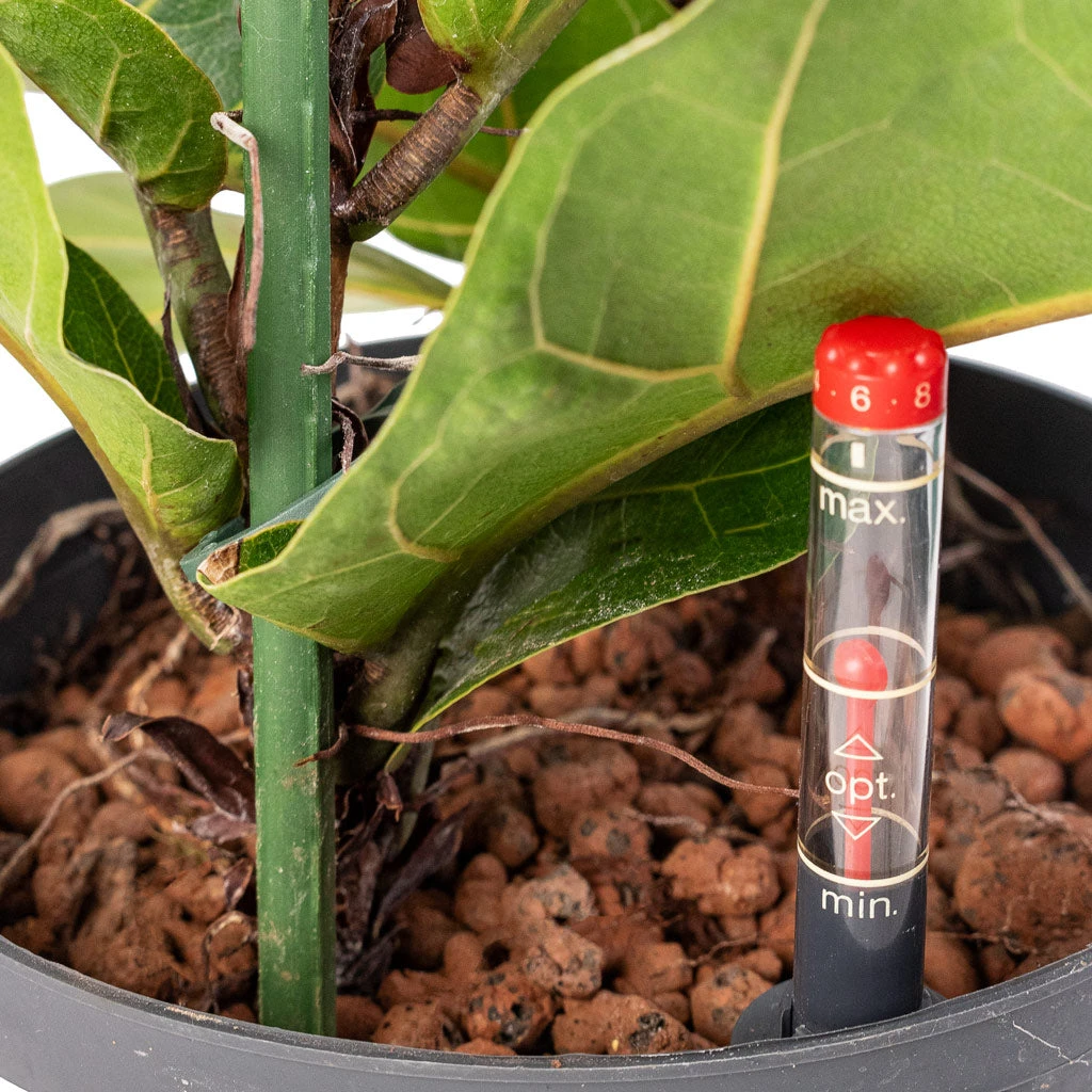 Ficus Lyrata Bambino - HydroCare 4 Ficus Lyrata Bambino - HydroCare - Image 2