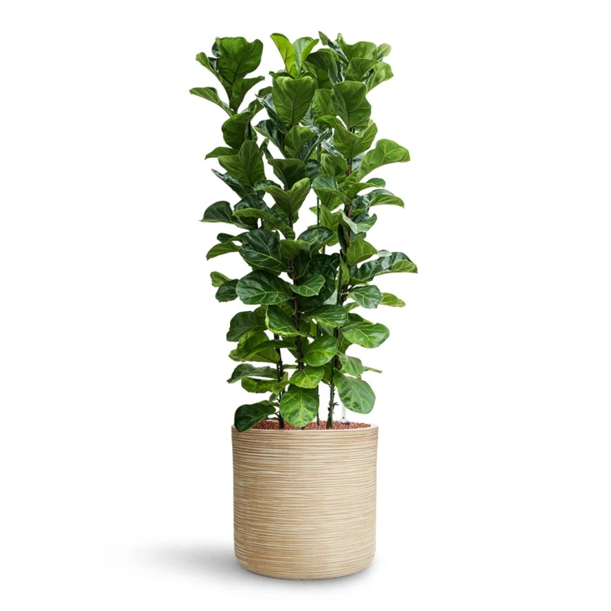 Dune Cylinder Planter - Oat 13 Dune Cylinder Planter - Oat - Image 11