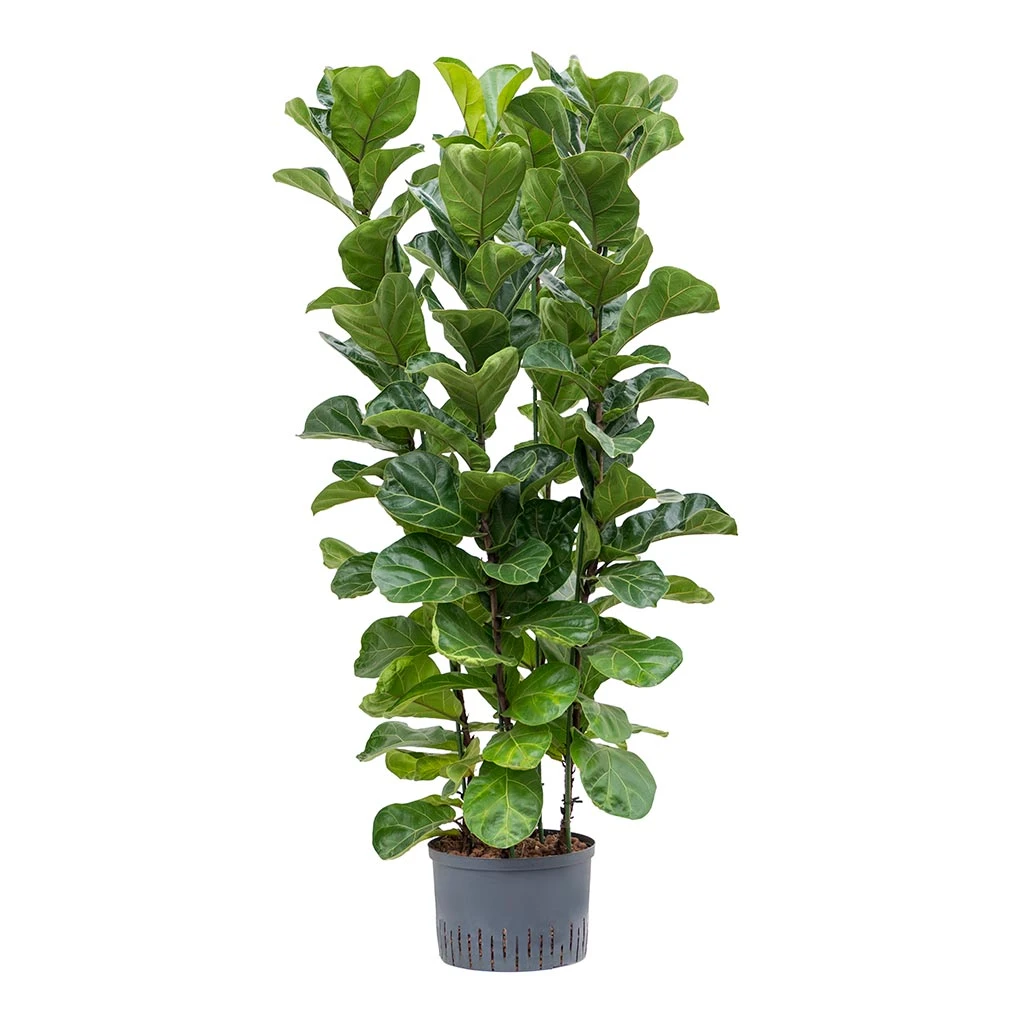 Ficus Lyrata Bambino - HydroCare 8 Ficus Lyrata Bambino - HydroCare - Image 6