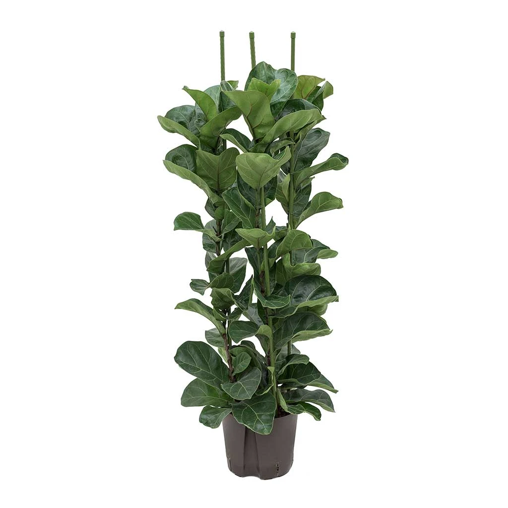 Ficus Lyrata Bambino - HydroCare 3 Ficus Lyrata Bambino - HydroCare