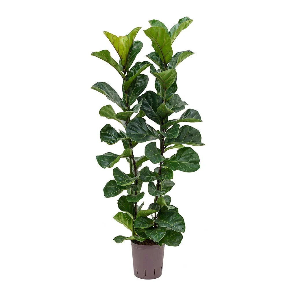 Ficus Lyrata Bambino - HydroCare 7 Ficus Lyrata Bambino - HydroCare - Image 5