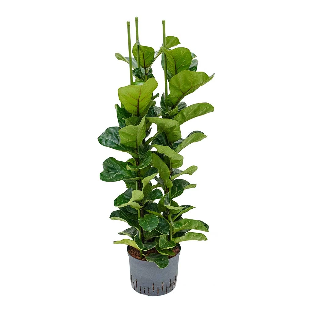 Ficus Lyrata Bambino - HydroCare 5 Ficus Lyrata Bambino - HydroCare - Image 3