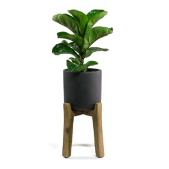 Charlie Plant Pot - Tall Stand - Black Washed -Greencore Store Ficus lyrata Fiddle Leaf Fig Charlie Plant Pot Tall Stand Black Washed
