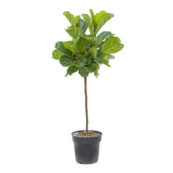 Ficus Lyrata - Fiddle Leaf Fig - Straight Stem -Greencore Store Ficus lyrata Fiddle Leaf Fig Straight Stem ec34605d c612 468d 84c0 3693bfc1d201