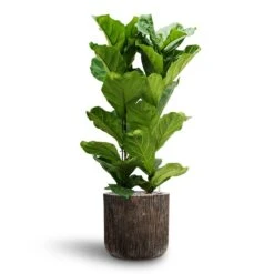 Luxe Lite Waterfall Cylinder Planter - Bronze -Greencore Store Ficus lyrata Hydroculture 2 stems Luxe Lite Waterfall Cylinder Planter Bronze 40 x 38cm 8effff35 f782 401c 9158 c06d2ac77648