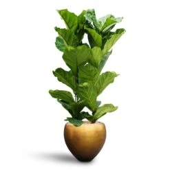 Metallic Couple Plant Pot - Matt Honey -Greencore Store Ficus lyrata Hydroculture 2 stems Metallic Couple Plant Pot Matt Honey 50 x 45cm 68a3519b 6926 4138 a467 796ced6e4221