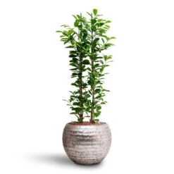 Opus Hammered Globe Planter - Silver 28 Opus Hammered Globe Planter - Silver -Greencore Store Ficus moclame Hydroculture Opus Hammered Globe Planter Silver c567dec8 c1d0 42bb 806b 0ce67c7b837a