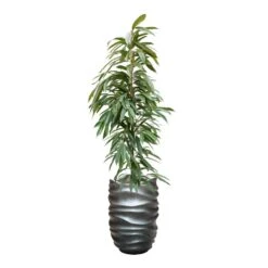 Ficus Amstel King - HydroCare -Greencore Store FicusAmstelKing Hydroculture GradientLeePartnerPlanter MattGrey