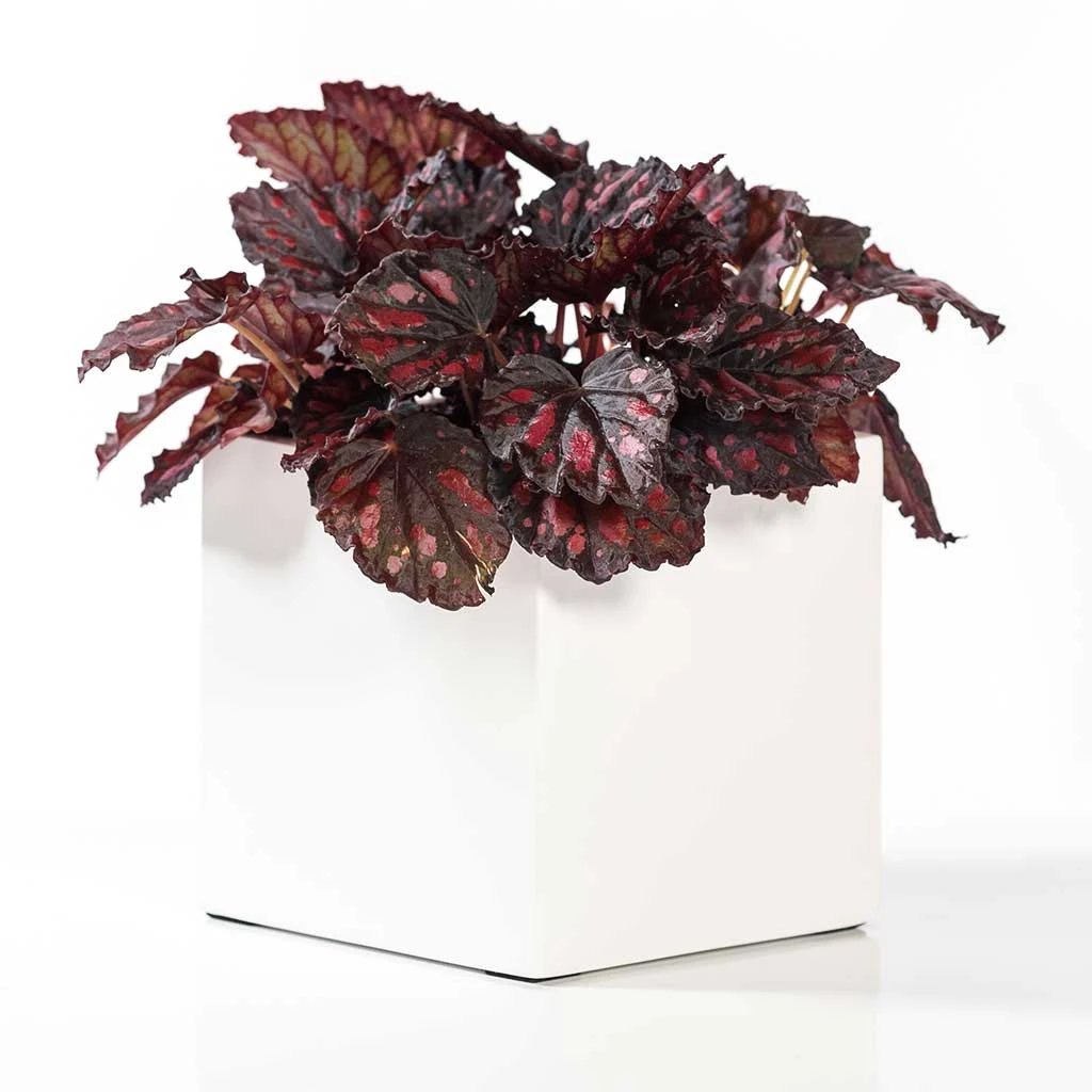 Fleur Essentials Planter - Matt White 4 Fleur Essentials Planter - Matt White - Image 2