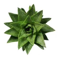 Gasteria D Tiga - Ox Tongue -Greencore Store Gasteria D Tiga Ox Tongue 10.5cm Above