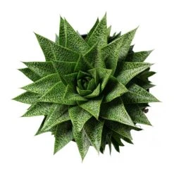 Gasteria D Tiga - Ox Tongue -Greencore Store Gasteria D Tiga Ox Tongue 17cm Above