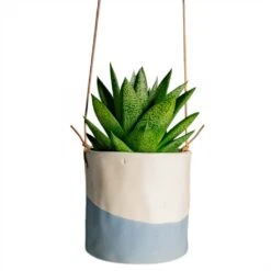 Gasteria D Tiga - Ox Tongue -Greencore Store Gasteria D Tiga Ox Tongue Houseplant 10.5x15cm Plant Pot Dip Hanging 12x12cm