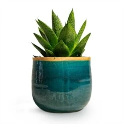 Gasteria D Tiga - Ox Tongue -Greencore Store Gasteria D Tiga Ox Tongue Houseplant 10.5x15cm Plant Pot Iris Turquoise 14x12cm