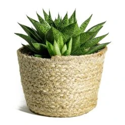 Gasteria D Tiga - Ox Tongue -Greencore Store Gasteria D Tiga Ox Tongue Maartje Plant Baskets Set of 5 Jute