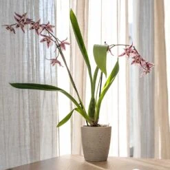 Gerben Plant Pot - Grey Washed -Greencore Store Gerben Plant Pot Grey Washed Plant Pot Orchid Plant