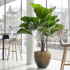 Gradient Balloon Planter - Matt Honey -Greencore Store Gradient Balloon Planter Matt Honey 1