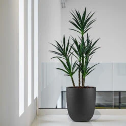 Greencore Store -Greencore Store Grigio Tall Egg Pot Planter Anthracite Concrete