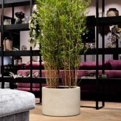 Grigio Cylinder Planter - Antique White Concrete -Greencore Store GrigioCylinderPlanter AntiqueWhiteConcrete 1