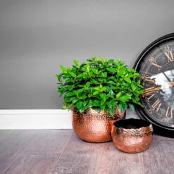 Hammered Bowl - Copper With Black -Greencore Store Hammered Bowl Copper Lifestyle